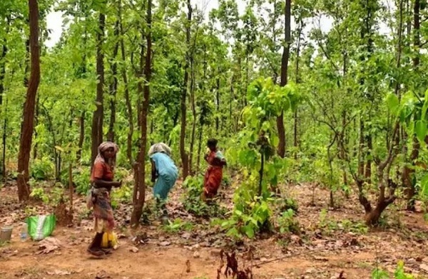 वन संरक्षण अधिनियम एवं विनियमों में उदारीकरण की प्रक्रिया