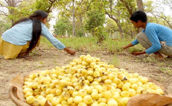 मप्र दो सौ टन महुआ 110 रुपये किलो की दर से लंदन को करेगा निर्यात