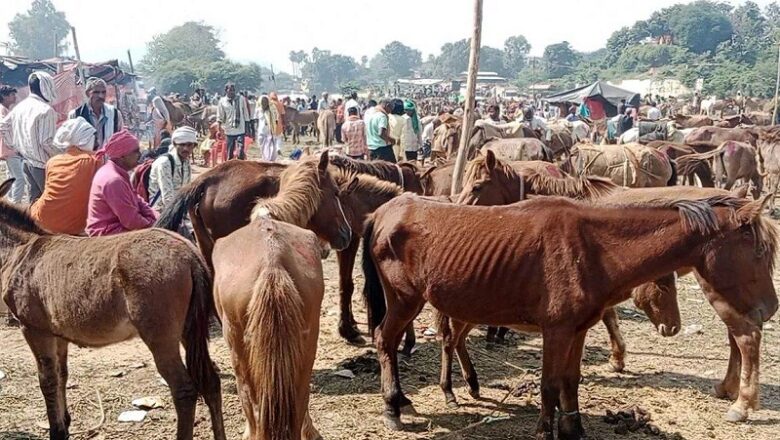 मप्रः चित्रकूट में सजा ऐतिहासिक गधा मेला, फिल्मों सितारों के नाम पर बिके गधे