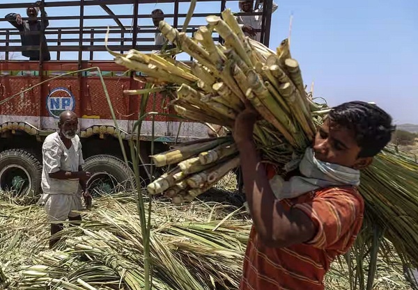 सरकार ने इथेनॉल उत्पादन के लिए गन्ने के रस के इस्तेमाल पर लगाई रोक