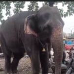 भोपाल में गुस्साए हाथी ने महावत की ले ली जान, पुलिस ने हिरासत में लिया