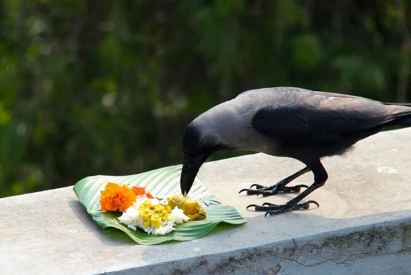 ‘कौओं’ के बगैर श्राद्ध पक्ष की परंपरा अधूरी