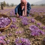 ग्लोबल वार्मिंग के चलते कश्मीरी केसर पर गहराया संकट, 90 फीसदी फसल में आई गिरावट