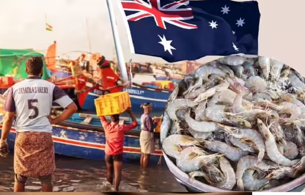 ट्रंप टैरिफ के बीच मछुआरों को बड़ी राहत… ऑस्ट्रेलिया ने 8 साल बाद भारत से झींगा आयात को दी हरी झंडी