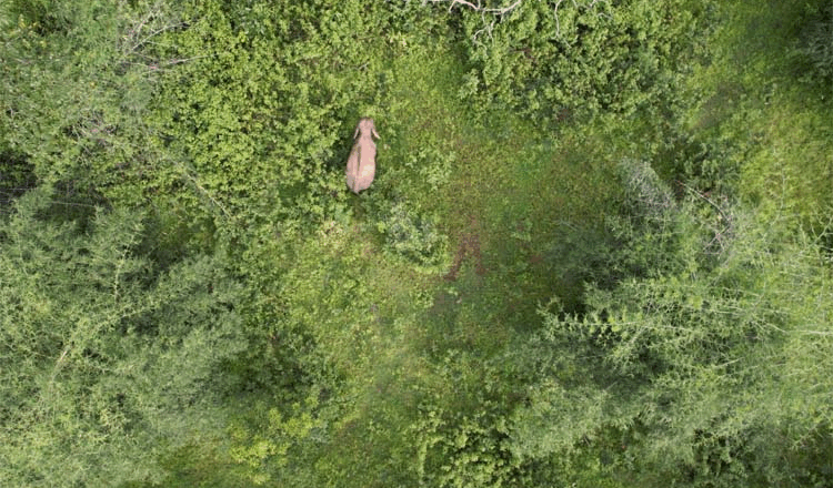 गरियाबंद में बीमार हाथी ने ग्रामीण को कुचलकर मार डाला, वन विभाग ने बढ़ाई सतर्कता