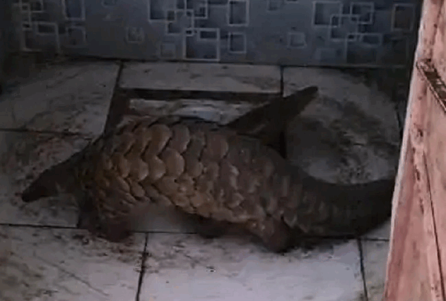 मप्र के रतलाम में मिला दुर्लभ जीव पैंगोलिन, वन विभाग ने किया रेस्क्यू