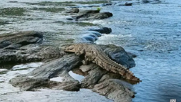 30 अक्टूबर गुरुवार को माँ नर्मदा के जल में छोड़े जाएंगे मगरमच्छ
