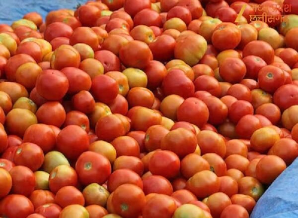 मध्‍यप्रदेश में उग रहा लाल सोना: टमाटर उत्पादन में देश में NO.-1 MP