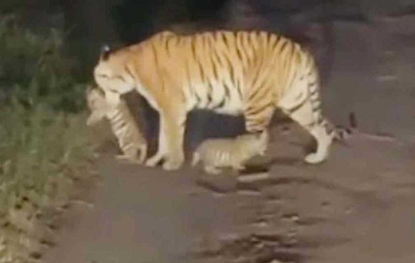 MP के पेंच टाइगर रिजर्व में बढ़ा बांघों का कुनबा… बाघिन जुगनी ने 3 शावकों को दिया जन्म