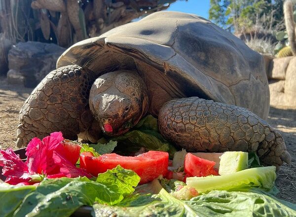 141 साल की ‘ग्रैमा’ कछुए की मौत, फैली शोक की लहर