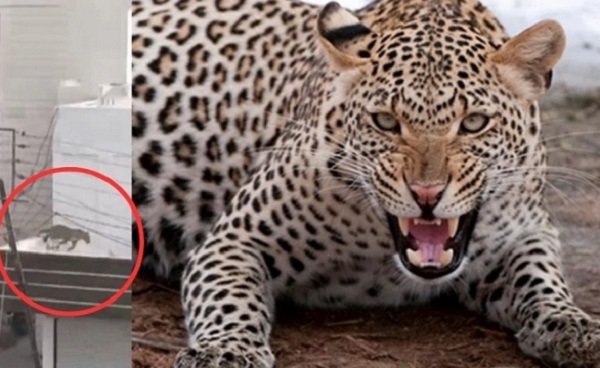 400 के.वी. सबस्टेशन इंदौर में घुसे तेंदुए को बहादुरी से पकड़ा