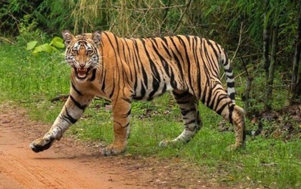 बांधवगढ़ टाइगर रिजर्व के बफर जोन से सटे गांव में बाघ का आतंक