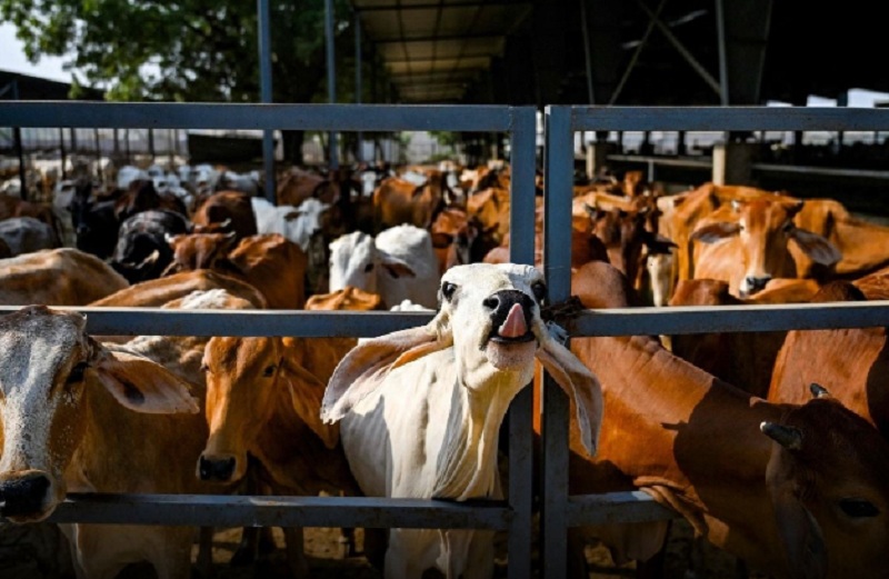 MP: ग्वालियर की लाल टिपारा गौशाला में 15 गायों की मौत, सैकड़ों बीमार