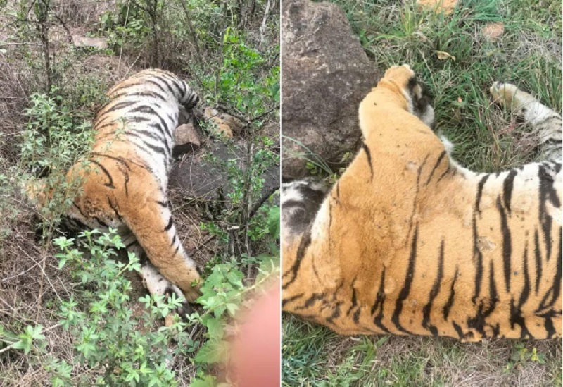 CG: बाघ के शिकार मामले में महिला सरपंच समेत 7 गिरफ्तार… खोजी कुत्ते ने आरोपियों तक पहुंचाया