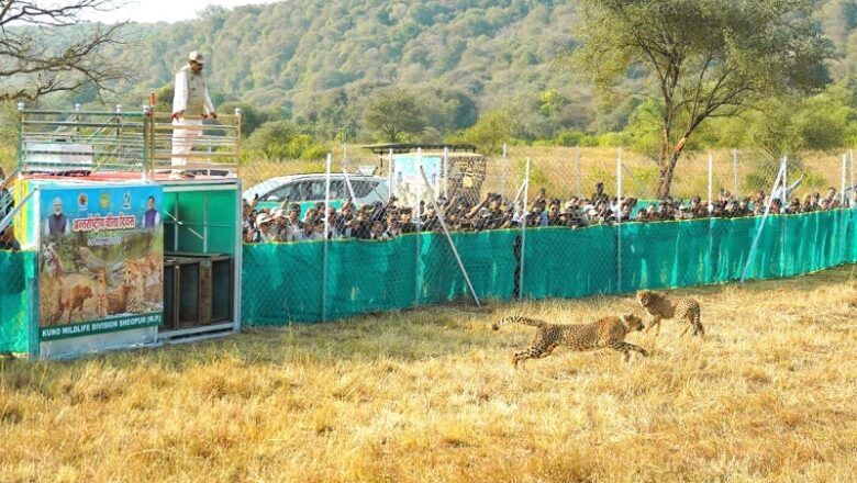 मप्र के कूनो राष्ट्रीय उद्यान में मादा चीता वीरा के शावक की मौत