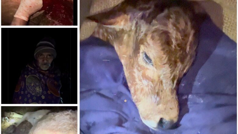 एमसीबी: पशु चिकित्सकों ने जटिल ऑपरेशन कर नवजात बछड़े को दी नई जिंदगी