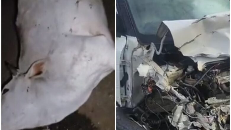 राजगढ़ में गाय से टकराते हुए दो कारें आमने-सामने भिड़ीं, गाय की मौत, तीन घायल