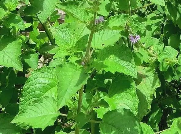 औषधीय विलायती तुलसी पर फंगल संकट, बीएचयू के शोध को अमेरिका के जर्नल में जगह मिली