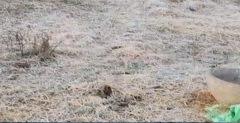 बलरामपुर में कड़ाके की ठंड, महावीरगंज–विजयनगर में तापमान 4 डिग्री तक गिरा