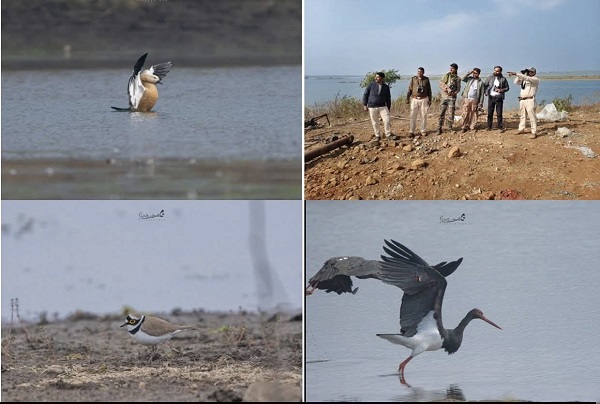 सागर: दक्षिण वनमंडल में 82 से अधिक जलीय पक्षी प्रजातियों की पहचान