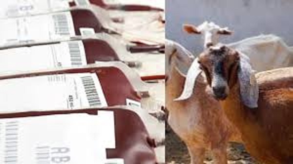 इंसानी ब्लड बैग में मिला बकरी का खून, ऐसे हुआ खुलासा