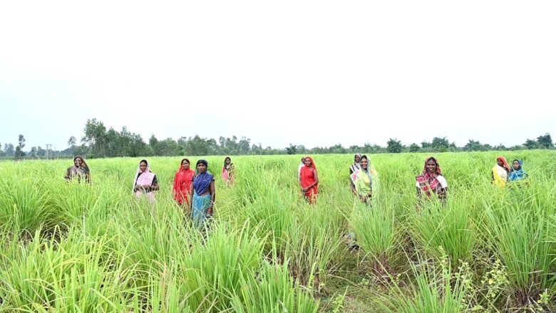 छग में लेमनग्रास की खेती: किसानों के लिए कमाई का उत्तम विकल्प