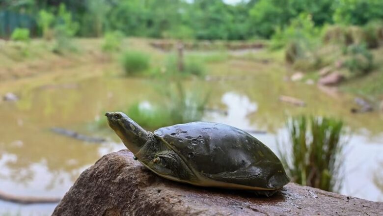 MP: ट्रेन अटेंडेंट की मदद से हो रही थी कछुओं की तस्करी …. AC कोच से 311 दुर्लभ कछुए बरामद