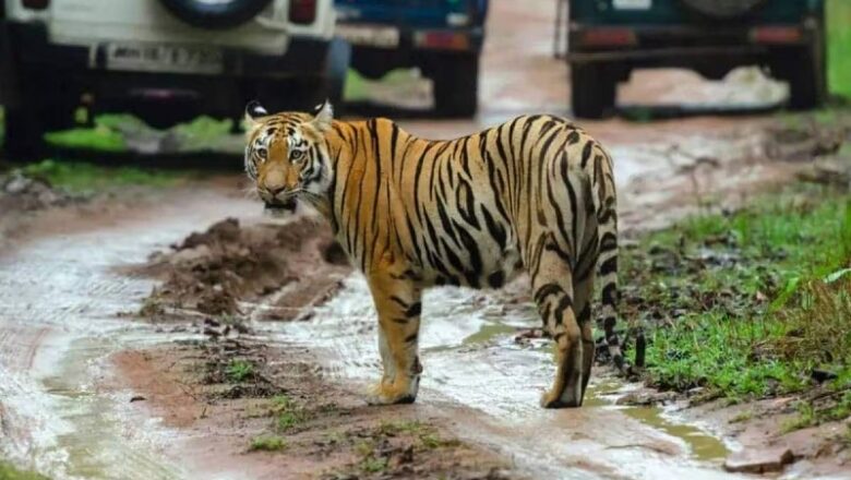 MP: रानी दुर्गावती टाइगर रिजर्व में मिला सैटेलाइट कॉलर लगे बाघ का शव…