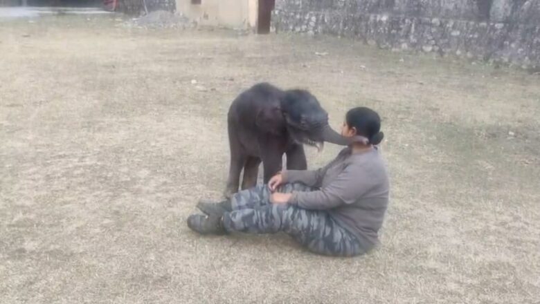 राजाजी पार्क में लावारिस गज शिशु बना पर्यटकों का आकर्षण