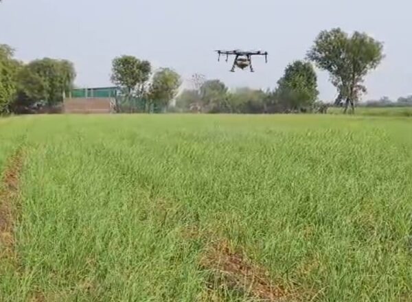 खेतों में ड्रोन तकनीक उपयोग, 2500 एकड़ में स्प्रे कर फसलों का किया उपचार