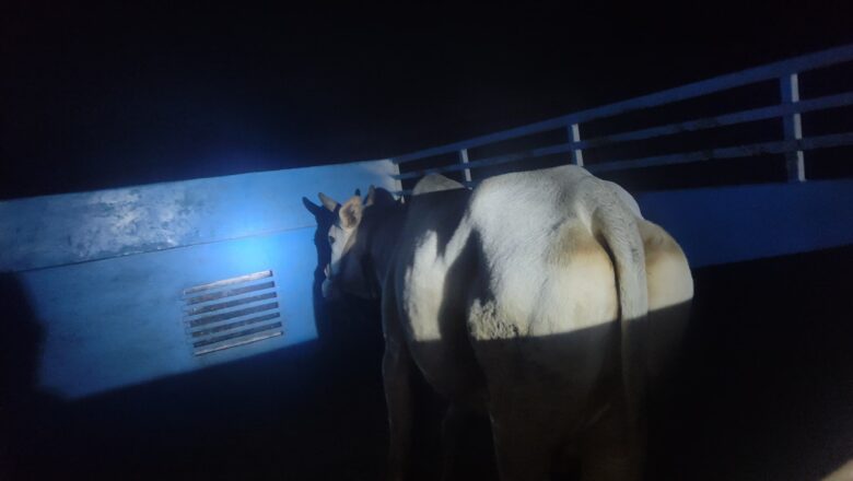 पुलिस मुठभेड़ में गौकशी गिरोह के दो सदस्य हुए घायल