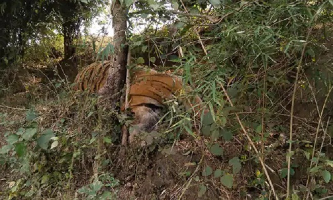 मप्र के शहडोल जिले में बाघों की मौत, करंट लगने का शक