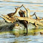 चंबल नदी: संकटग्रस्त जलीय जीवों का संरक्षण केंद्र