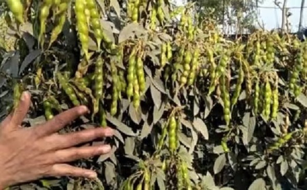 मध्यप्रदेश कृषि उत्पादन में देश के शीर्ष राज्यों में शामिल