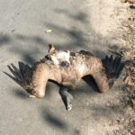 किरर बड़हर मार्ग में मृत मिला सफेद पीठ वाला गिद्ध,वनविभाग ने सुरक्षित रखा