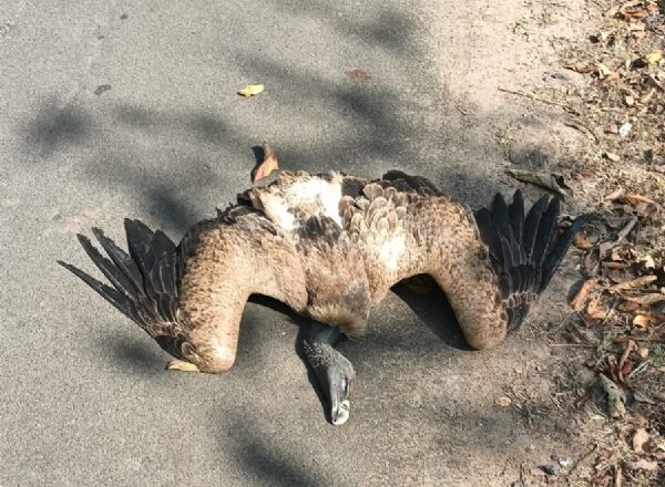 किरर बड़हर मार्ग में मृत मिला सफेद पीठ वाला गिद्ध,वनविभाग ने सुरक्षित रखा