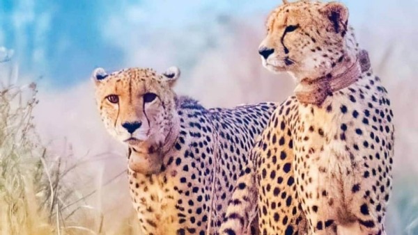 कूनो में प्रतिदिन 35 हजार के हिसाब से एक साल में 1.27 करोड़ की बकरी खा गये चीता