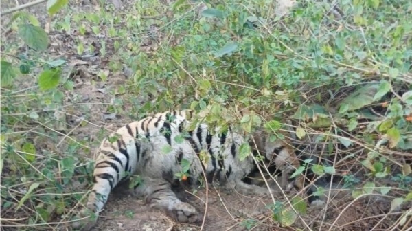 वीरांगना रानी दुर्गावती टाइगर रिजर्व में बाघ की संदिग्ध मौत, एक माह पहले कान्हा से किया था शिफ्ट