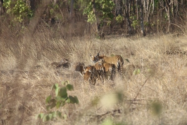 विंध्य की गोद में बसा खिवनी अभयारण्य बन रहा इको-टूरिज्म का आकर्षण केन्द्र