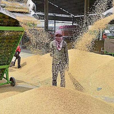 MP सरकार गेहूं पर देगी बोनस, CM ने किया ऐलान, पंजीयन की तिथि भी बढ़ाई