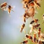 अचानक टूट पड़ा मधुमक्खियों का झुंड, गांव में मची भगदड़; कई लोग घायल