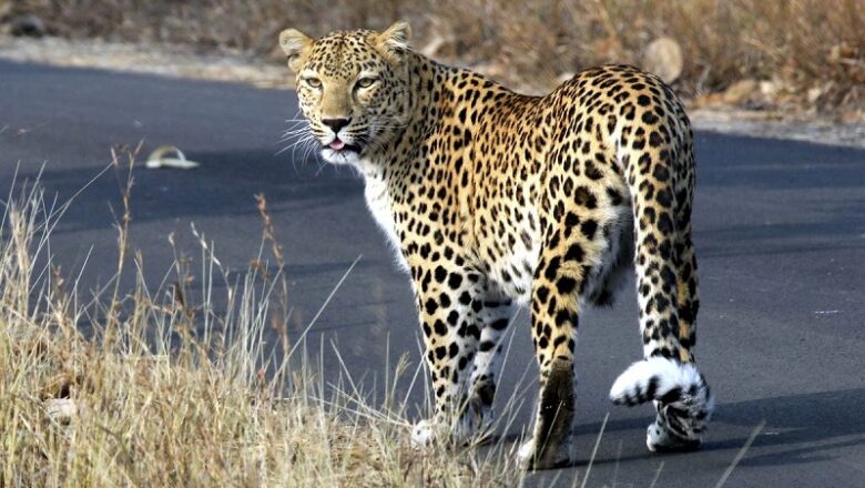 MP में पिछले 14 महीनों में 149 तेंदुओं की मौत… आंकड़ों ने बढ़ाई वन्यजीव प्रेमियों की चिंता