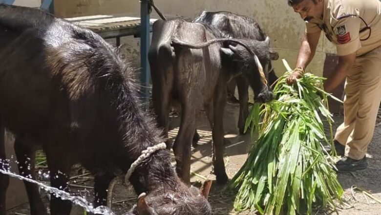 MP: उज्जैन में महाकाल मंदिर के पास अवैध कत्लखाने का खुलासा…दो आरोपी गिरफ्तार