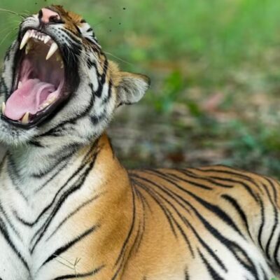 MP: कान्हा में मृत मिला एक और बाघ शावक…. राज्य में इस साल अब तक 22 बाघों की