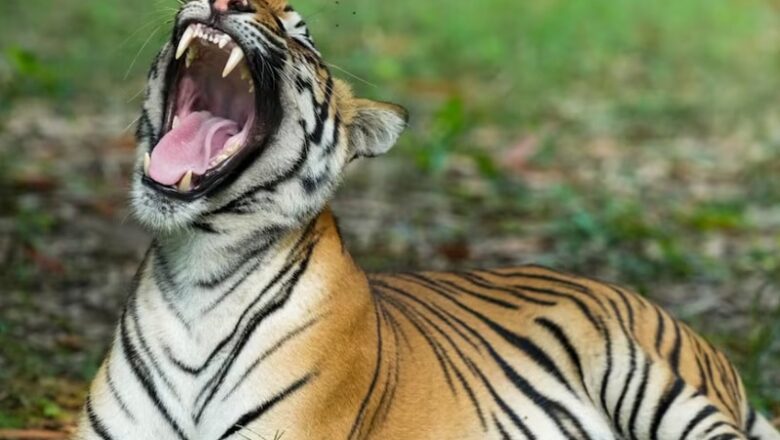 MP: कान्हा में मृत मिला एक और बाघ शावक…. राज्य में इस साल अब तक 22 बाघों की