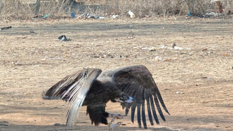 MP के वन विभाग की बड़ी उपलब्धि… वन विहार से उड़ा गिद्ध को पाकिस्तान में मिली नई जिंदगी