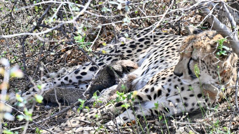 मप्र के कूनो राष्ट्रीय उद्यान में बढ़ा चीतों का कुनबा, मादा चीता गामिनी ने दिया चार शावकों को जन्म