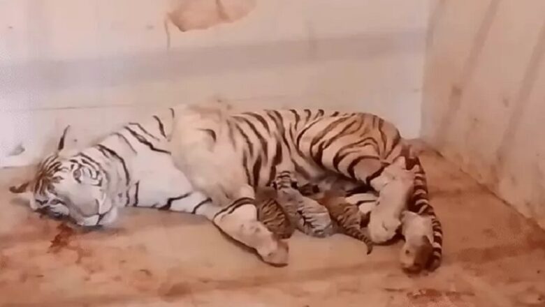 MP: ग्वालियर के गांधी उद्यान में सफेद बाघिन मीरा ने दिए 3 शावकों को जन्म