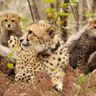 चीता माताओं के संघर्ष कहानी…. विदेशी धरती से आकर कूनो में बढाया वंश…. मदर्स डे पर शॉर्ट फिल्म रिलीज