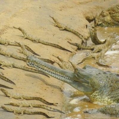 MP के चंबल अभयारण्य की बड़ी कामयाबी…. घड़ियालों के 600 अंडों से निकले बच्चे, बढ़ा कुनबा